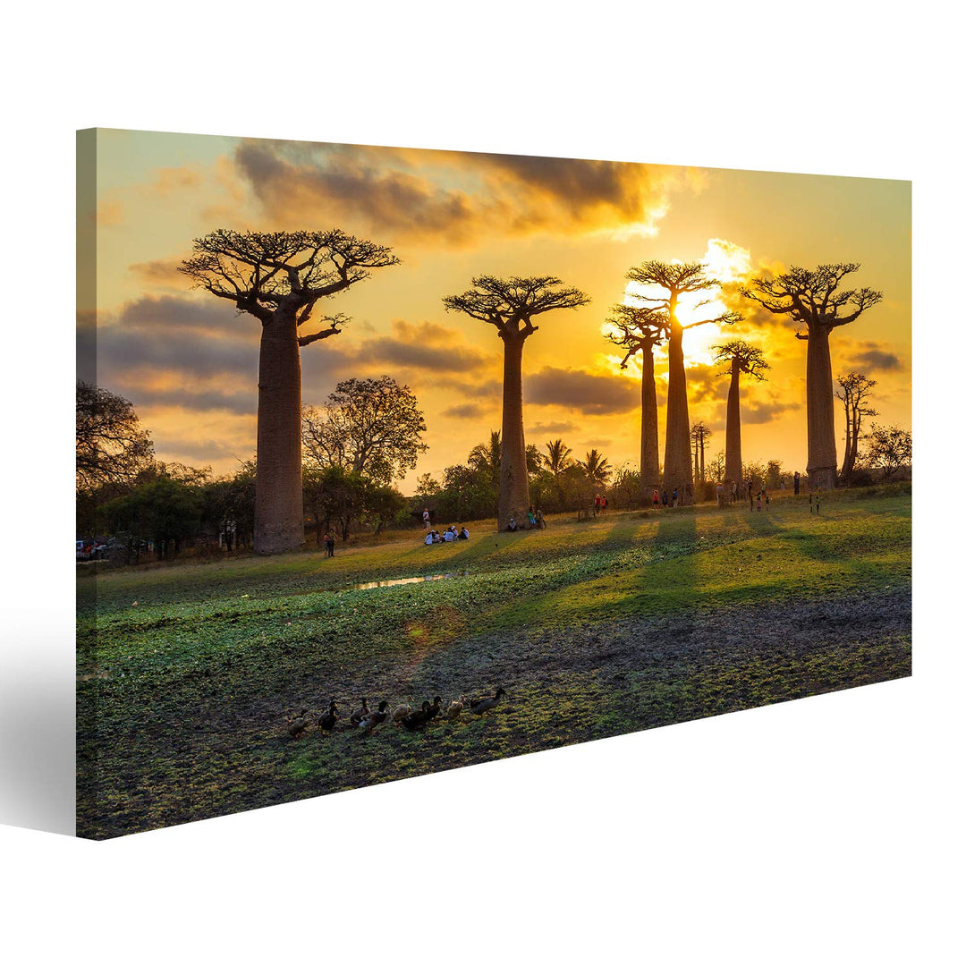 islandburner Bild Bilder auf Leinwand Schöne Baobabbäume bei Sonnenuntergang an der Allee der Baobab