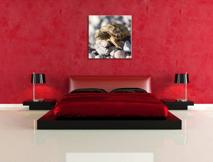 Kleine Schildkröte, Format: 70x70 auf Leinwand, XXL riesige Bilder fertig gerahmt mit Keilrahmen, Ku