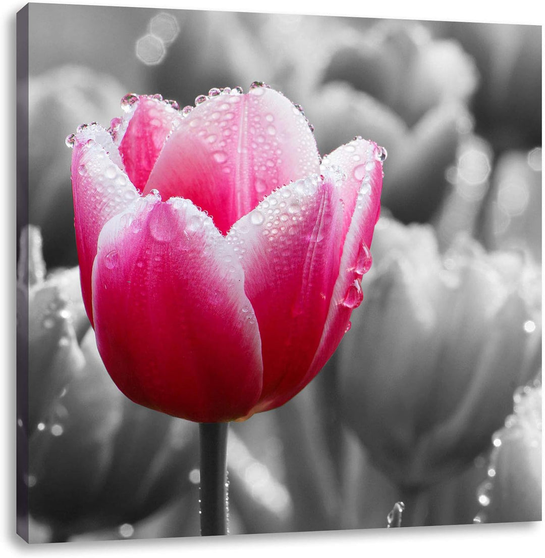 Pixxprint Tulpen im Morgentau als Leinwandbild/Grösse: 70x70 cm/Wandbild/Kunstdruck/fertig bespannt,