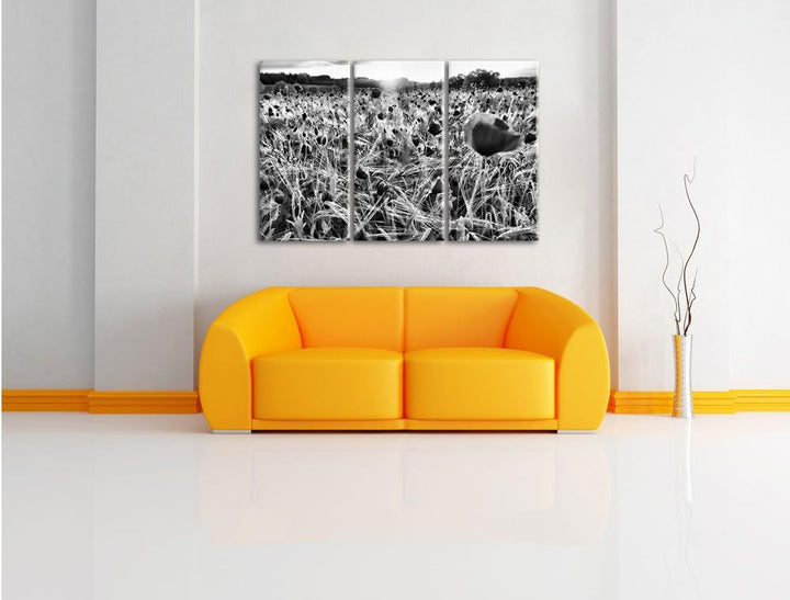 Pixxprint Mohnfeld bei Sonnenuntergang als Leinwandbild/Grösse: 3 Teilig (120x80) cm/Wandbild/Kunstd