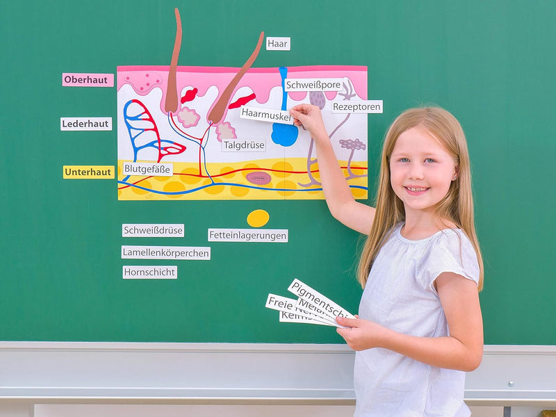 Betzold - Die Haut, magnetisches Tafelmaterial - Biologie Lehrmittel Anatomie Nocolor, Nocolor