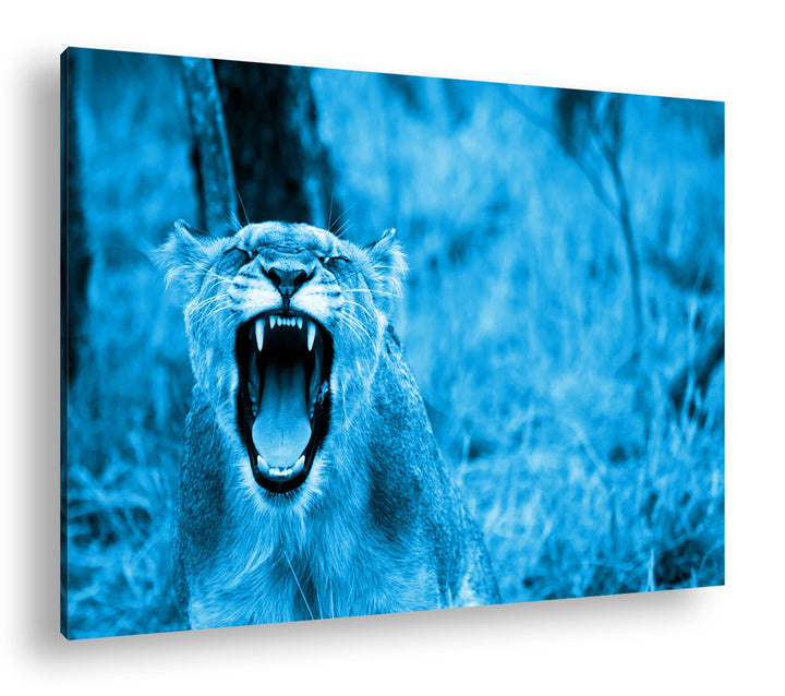 deyoli brüllende Löwin Format 80x60 Effekt: Monocrome Blau als Leinwandbild, Motiv fertig gerahmt au