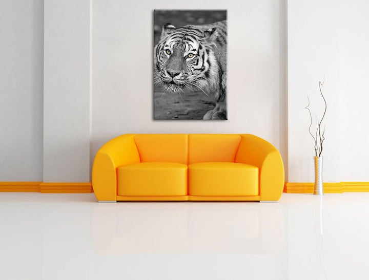scheuer grosser Tiger schwarz/weiss auf Leinwand, XXL riesige Bilder fertig gerahmt mit Keilrahmen,