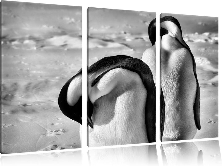 Pixxprint Monocrome, Zwei Kaiserpinguine beim Putzen 3-Teiler Leinwandbild 120x80 Bild auf Leinwand
