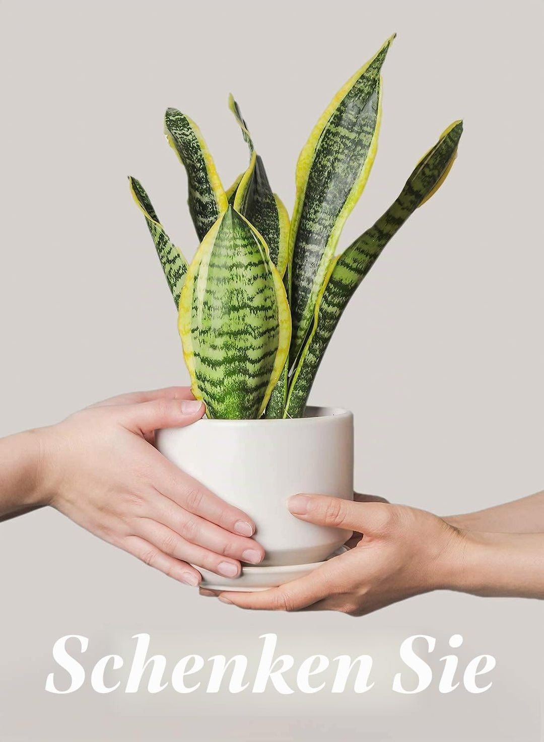LE TAUCI Ceramic Plant Pots, 4.3+5.3+6.8 inch, Set of 3, Planters with Drainage Hole and Saucer, Ind
