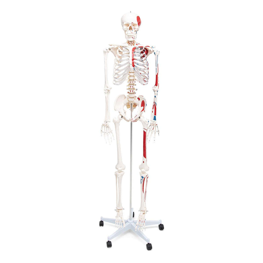 Elementary Anatomy Skelett - Mike, das Budget-Muskelskelett &amp; Ursprüngen - Schulungsmaterialien - Ha
