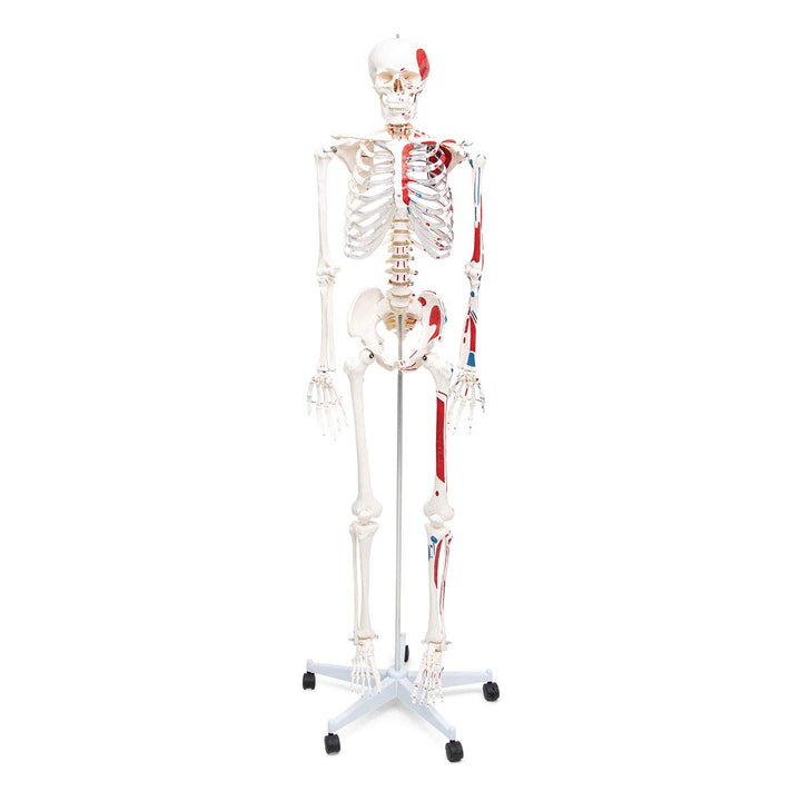 Elementary Anatomy Skelett - Mike, das Budget-Muskelskelett &amp; Ursprüngen - Schulungsmaterialien - Ha