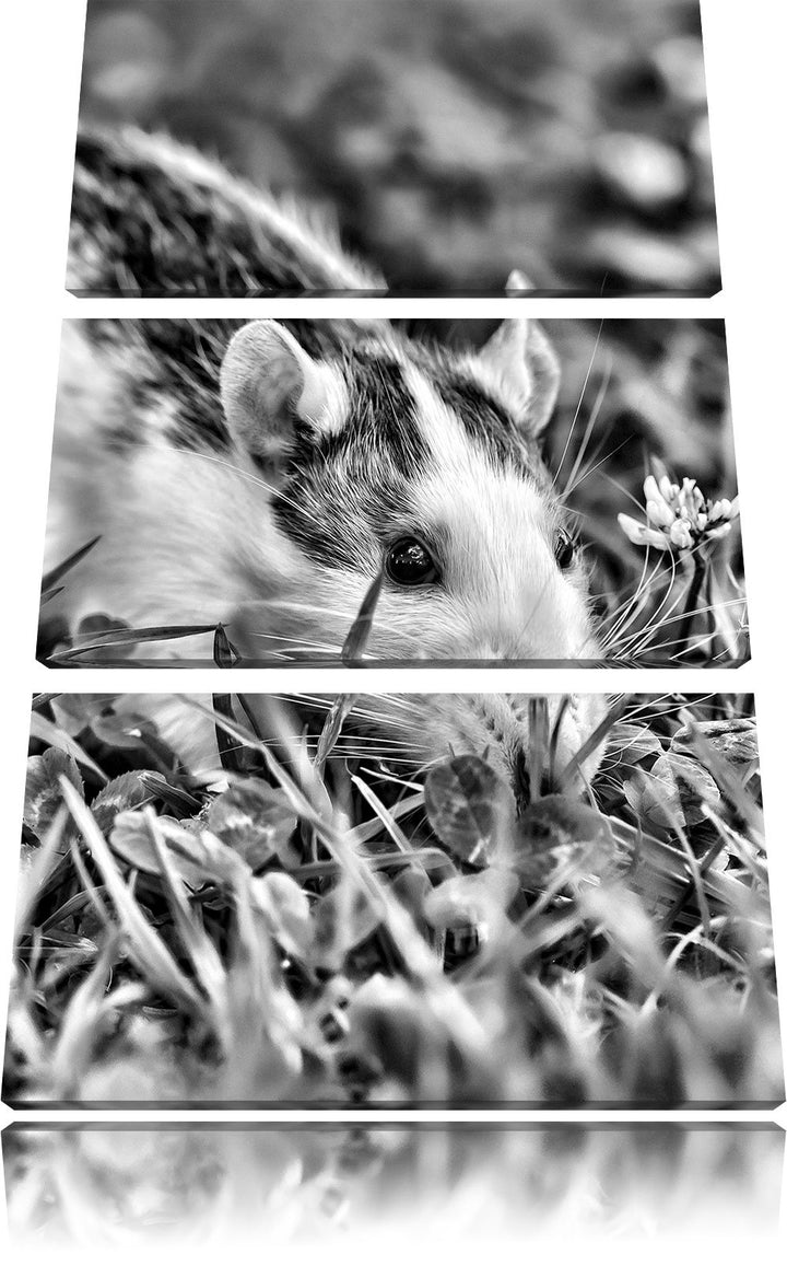 Pixxprint Maus auf Wiese als Leinwandbild/Grösse: 3 Teilig (120x80) / Wandbild/Kunstdruck/fertig bes