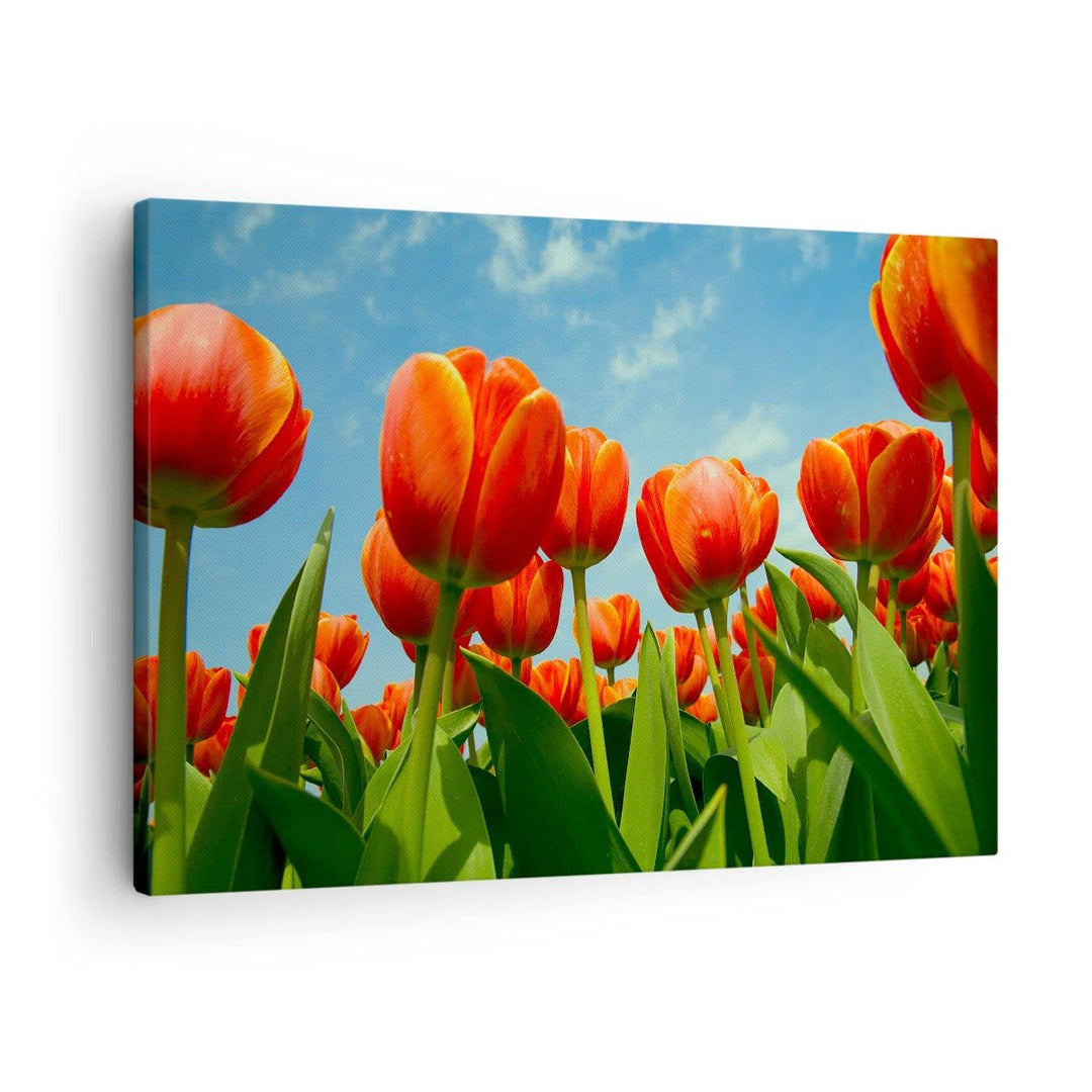 Bilder auf Leinwand Tulpe Blume blauer Himmel Leinwandbild 70x50cm Wandbilder Dekoration Wohnzimmer