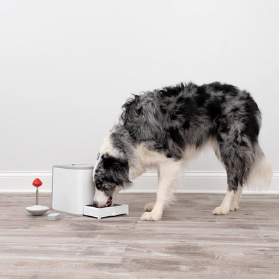 PetSafe Teach & Treat Ferngesteuerter Belohnungstrainer für Hunde, Training und positive Verstärkung