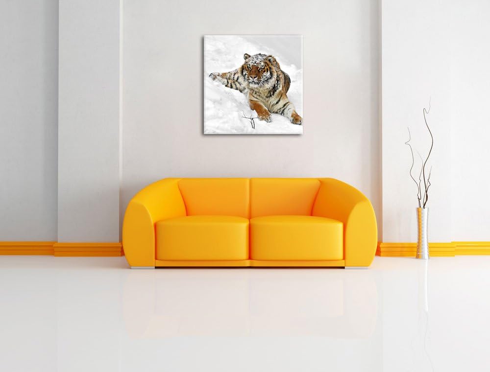 Pixxprint Amur Tiger im Schnee als Leinwandbild Quadratisch/Grösse: 70x70 / Wandbild/Kunstdruck/fert