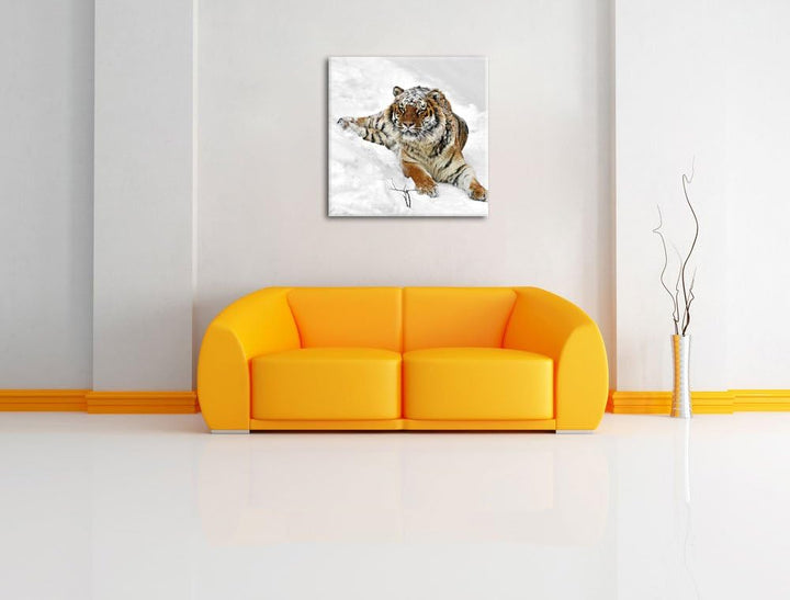 Pixxprint Amur Tiger im Schnee als Leinwandbild Quadratisch/Grösse: 70x70 / Wandbild/Kunstdruck/fert