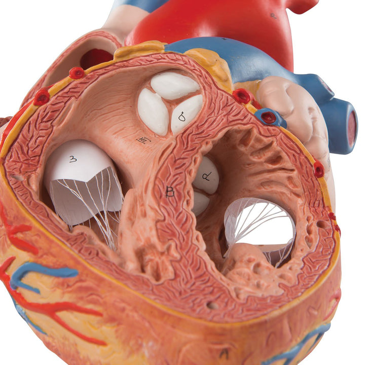 3B Scientific Menschliche Anatomie - Herzmodell, 2-fache Grösse, 4-teilig + kostenlose Anatomie App