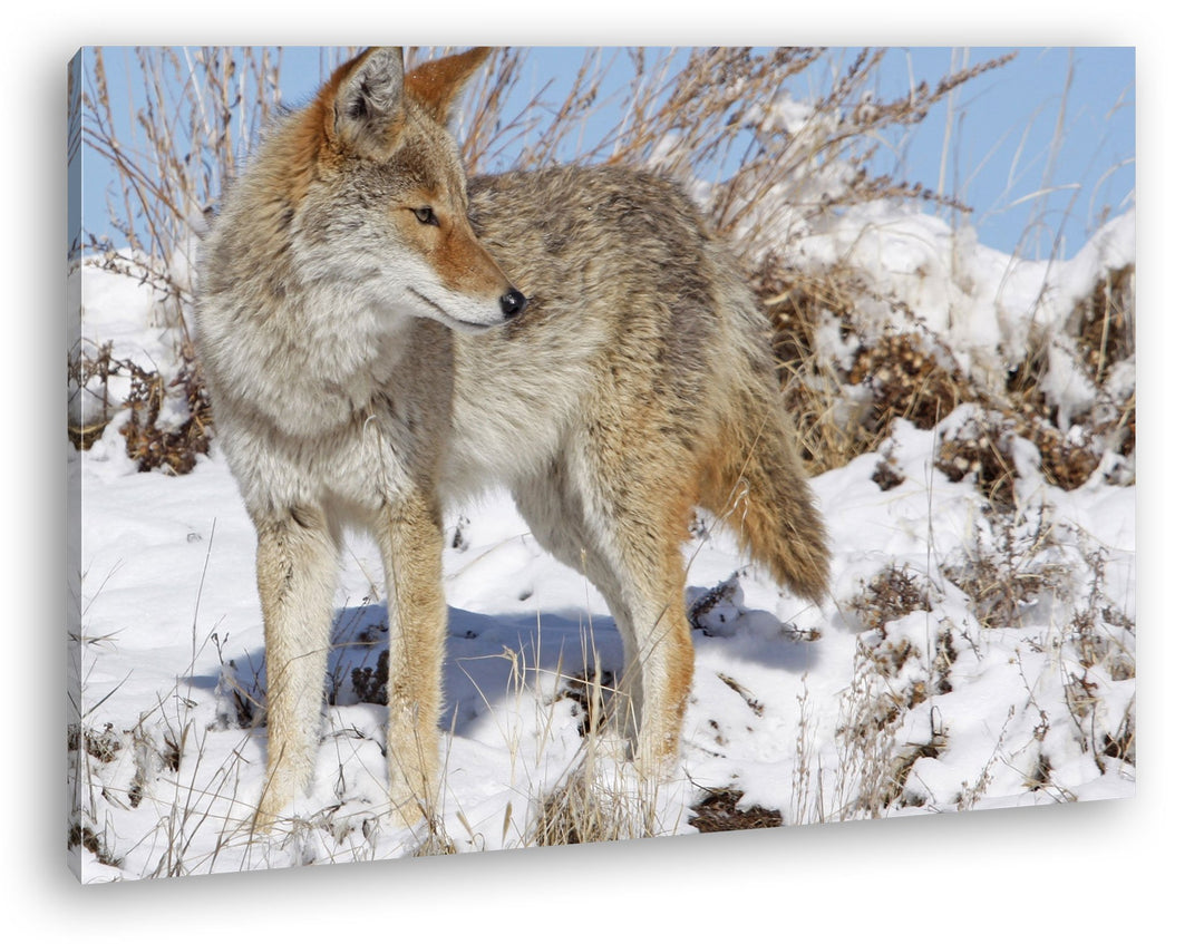 deyoli Stolzer Wolf in Winterlandschaft Format: 80x60 als Leinwandbild, Motiv fertig gerahmt auf Ech