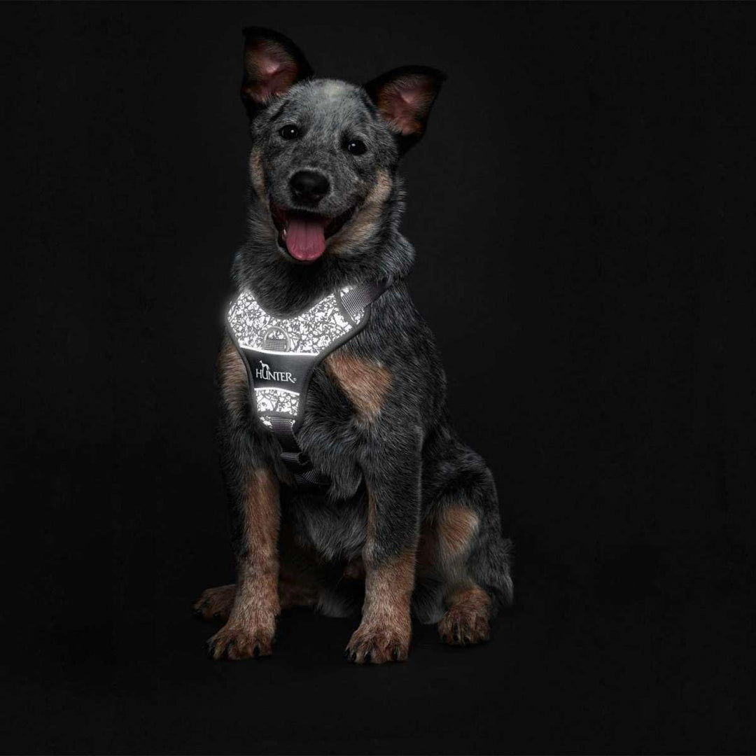 Hunter - Harness Divo Reflect M, black/grey - (68961) schwarz/grau M, schwarz/grau M