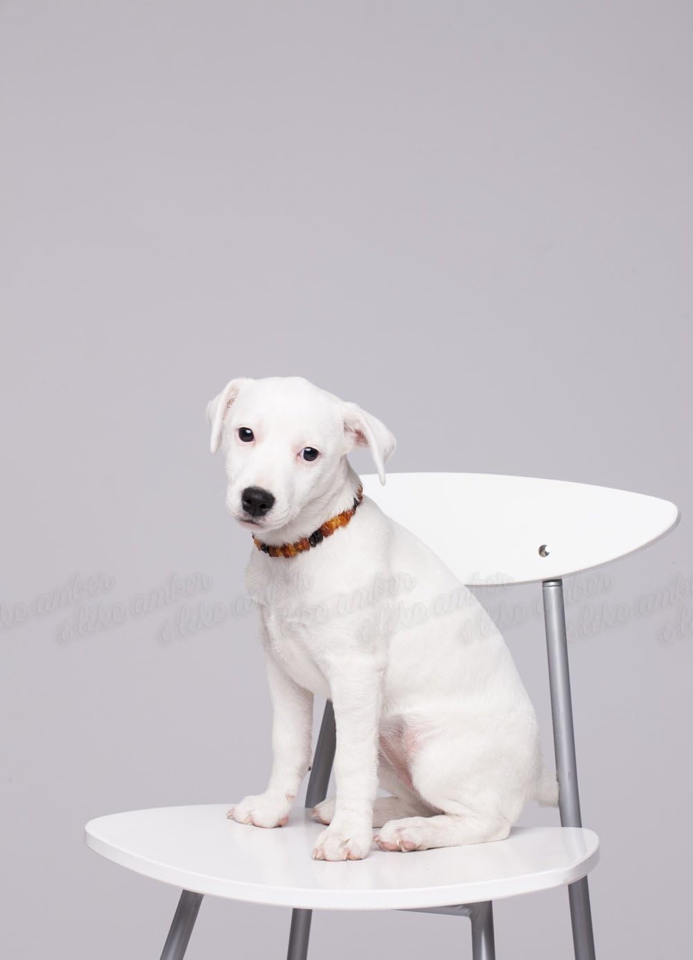 Bernsteinkette Hund, Bernstein Halsband Hund, Zeckenschutz Katze & Hunde, 100% Baltischer Bernstein