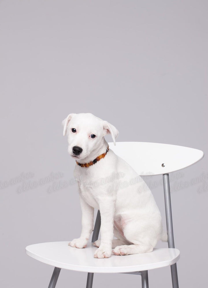 Bernsteinkette Hund, Bernstein Halsband Hund, Zeckenschutz Katze & Hunde, 100% Baltischer Bernstein