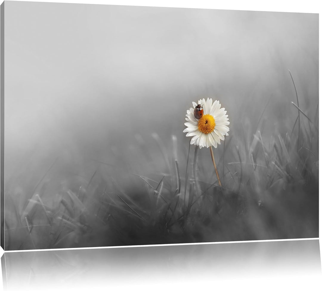 Pixxprint Gänseblümchen Marienkäfer als Leinwandbild/Grösse: 100x70 / Wandbild/Kunstdruck/fertig bes