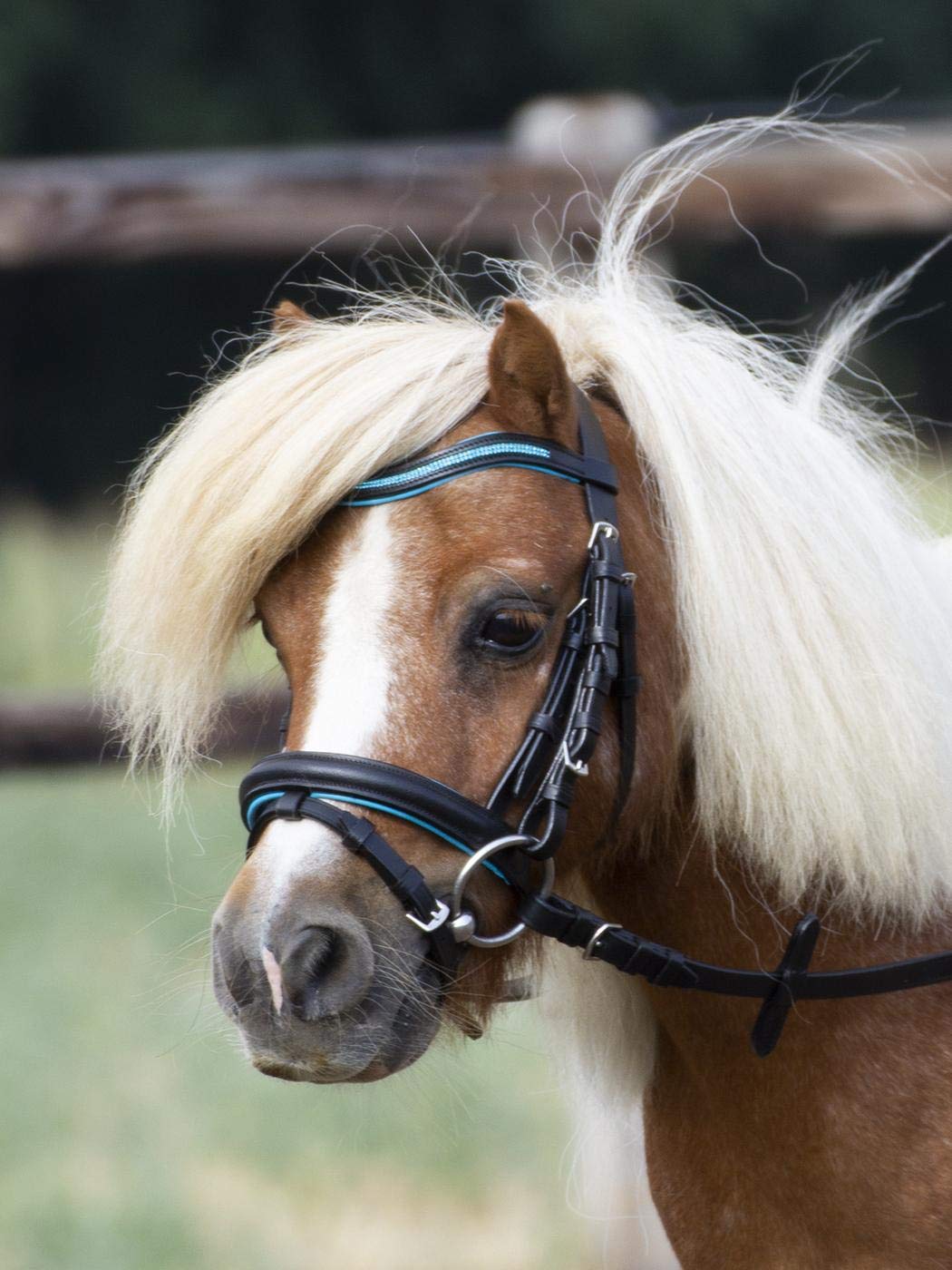 BUSSE Trense LITTLE