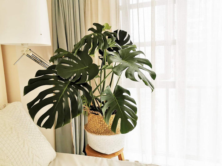 DOKOT Seegras Korb Blumentopf Naturkorb Gewebt Wäschekorb Mit Griff für Pflanze Spielzeug Aufbewahru