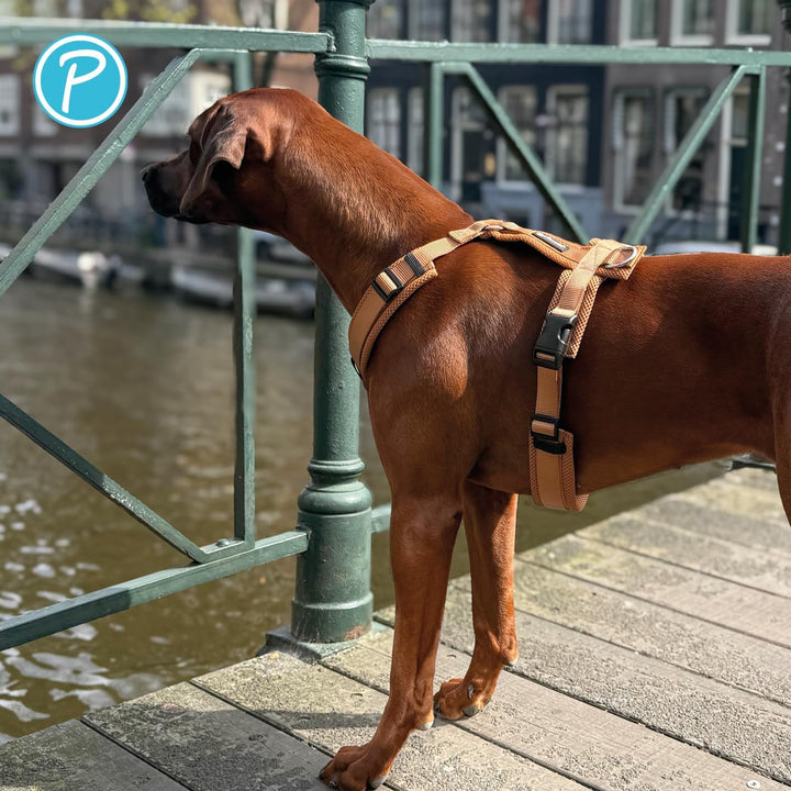 Petlando Hundegeschirr Mesh Y-Comfort mit atmungsaktivem Mesh, leicht &amp; robust, stufenlos verstellba