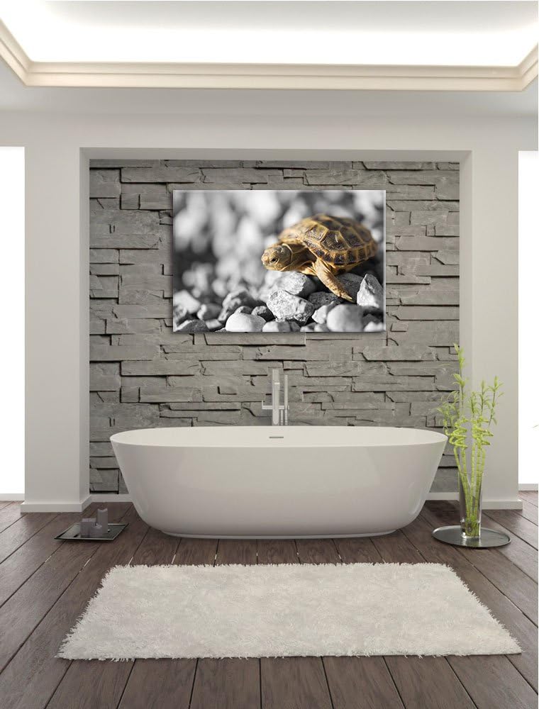süsse Schildkröte auf Steinen schwarz/weiss Format: 100x70 auf Leinwand, XXL riesige Bilder fertig g