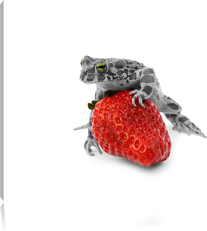 kleiner Frosch auf Erdbeere schwarz/weiss Format: 100x70 auf Leinwand, XXL riesige Bilder fertig ger