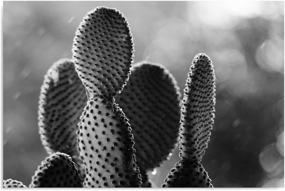 Feeby. Wandbilder - 1 Teilig- 70x100 cm - Bilder Kunstdrucke Deko Panel, KAKTUS, NATUR, SCHWARZ UND
