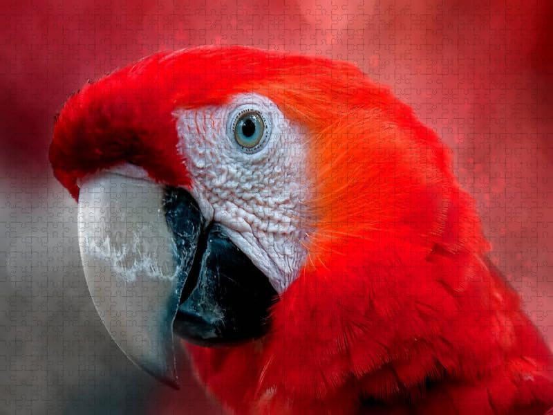 CALVENDO Puzzle Mein bunter Papagei 1000 Teile Lege-Grösse 64 x 48 cm Foto-Puzzle Bild von Peter Rod