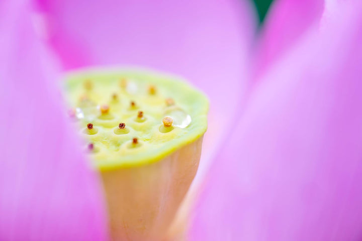 Tamron 90mm F/2.8 Di III Macro VXD für Nikon Z-Mount