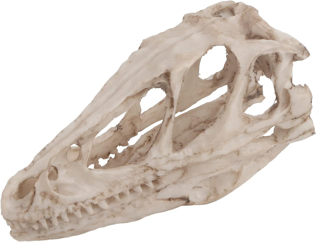 BRRNOO Dinosaurier-Knochen, Dinosaurier-Fossilien, Dinosaurier-Skelette, Modell, Simuliertes Tierske