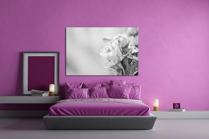 schöne Rosen in der Natur Effekt: Schwarz/Weiss im Format: 80x60 als Leinwandbild, Motiv fertig gera