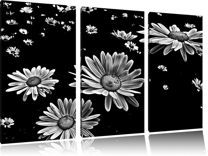Pixxprint viele kleine Margeriten als Leinwandbild/Grösse: 3 Teilig (120x80) / Wandbild/Kunstdruck/f