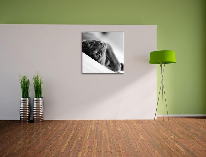 Pixxprint Niedliche Katze liegt im Bett/Format: 70x70cm / Leinwandbild fertig bespannt Wandbild Kuns