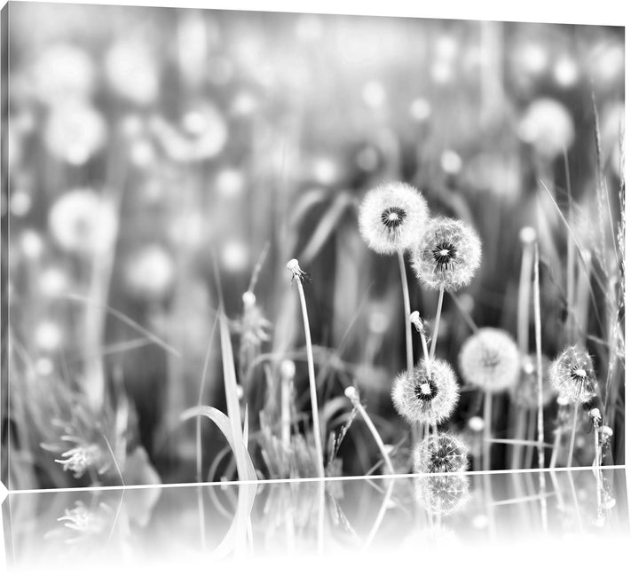 Pixxprint Pusteblumen auf Frühlingswiese / 100x70cm Leinwandbild bespannt auf Holzrahmen/Wandbild Ku