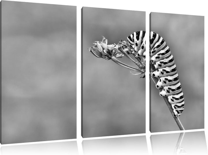 Pixxprint Monocrome, Grüne Raupe auf AST Insekten Urwald Tiere 3-Teiler Leinwandbild 120x80 Bild auf