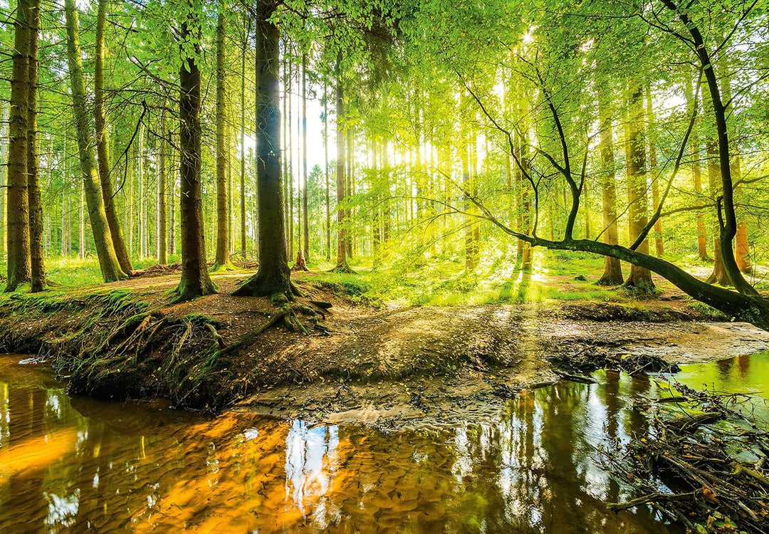murimage Fototapete Wald 366 x 254 cm inklusive Kleister Bäume Holz Sonne Natur Schlafzimmer Wohnzim