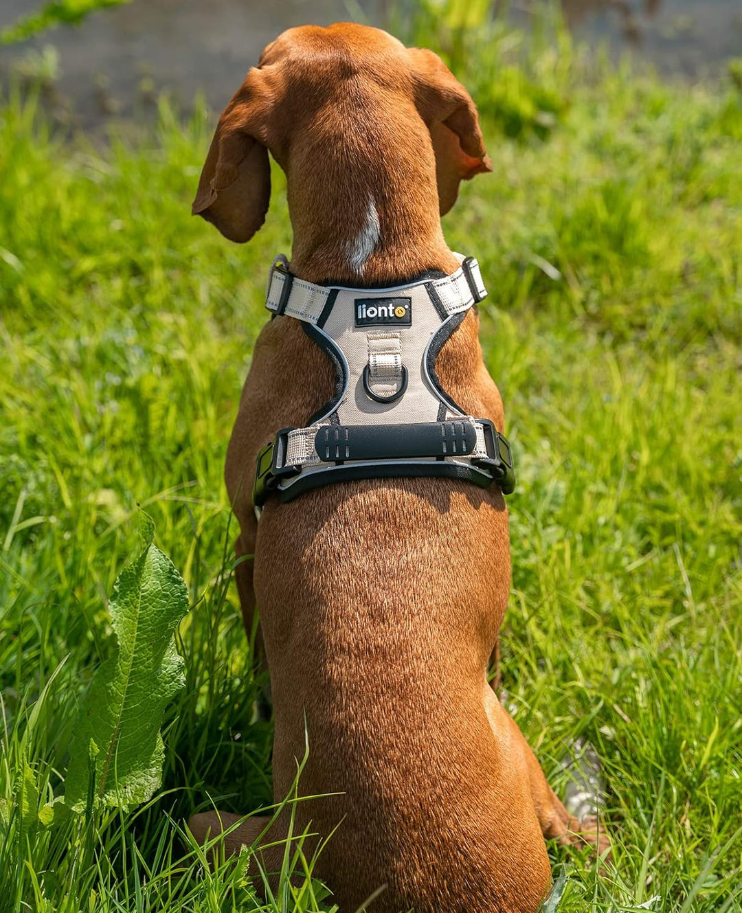 lionto Hundegeschirr gepolstert aus weichem Nylon, Grösse M, reflektierendes Anti Zug Geschirr für H