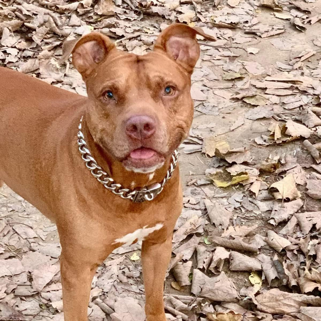 YOTHIWAD Hundehalsband aus Metall mit Sicherer Schnalle,Ketten Halsband Hund, Kubanische Gliederkett