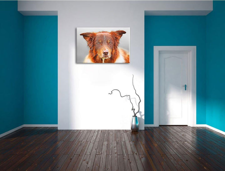 bildschöner Australian Shepherd Mischling Format: 100x70 auf Leinwand, XXL riesige Bilder fertig ger