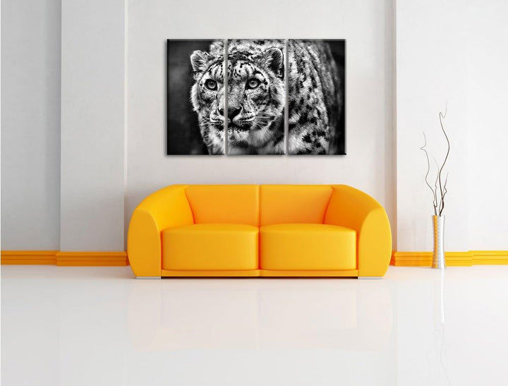 Pixxprint beeindruckender Schneeleopard als Leinwandbild/Grösse: 3 Teilig (120x80) / Wandbild/Kunstd