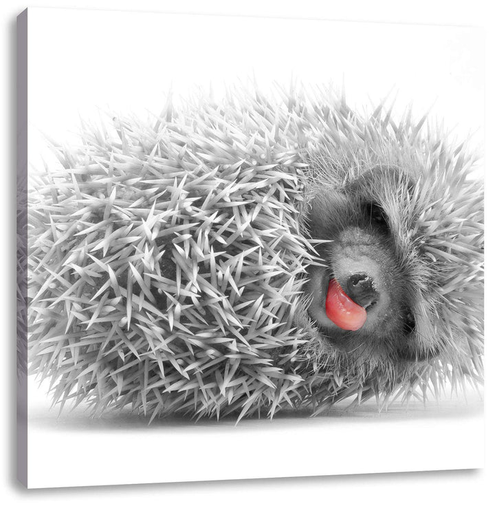 Pixxprint süsser zusammengerollter Igel als Leinwandbild/Grösse: 70x70 cm/Wandbild/Kunstdruck/fertig