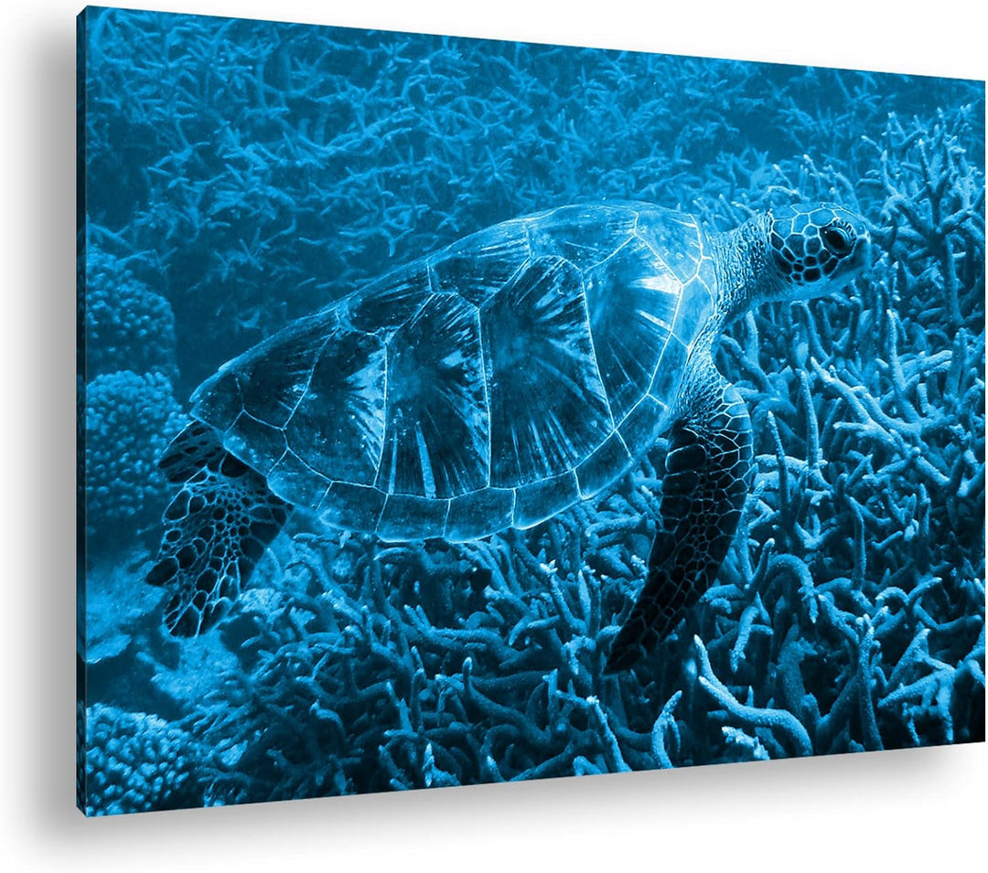 deyoli exotische Schildkröte im Ozean Format 80x60 Effekt: Monocrome Blau als Leinwandbild, Motiv fe