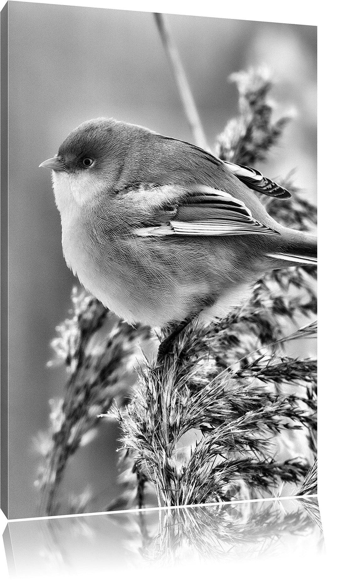 Pixxprint Kleiner Vogel auf Weizen als Leinwandbild/Grösse: 100x70 cm/Wandbild/Kunstdruck/fertig bes