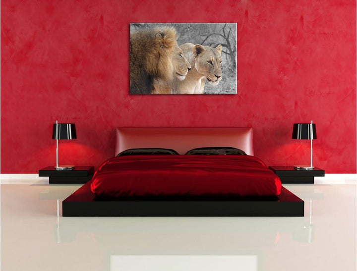 Pixxprint stolzes Löwenpaar als Leinwandbild/Grösse: 100x70 cm/Wandbild/Kunstdruck/fertig bespannt.,