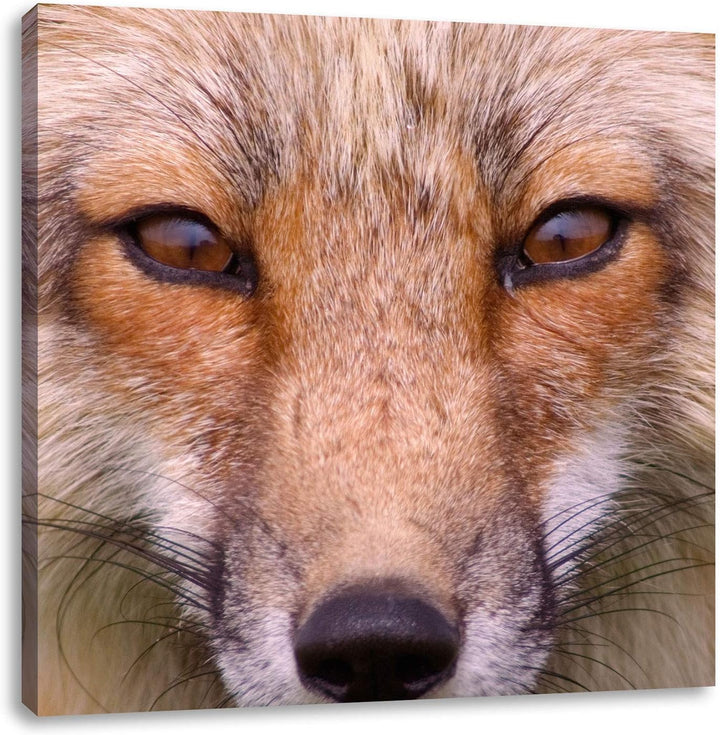 Pixxprint Fuchs Porträt, Format: 70x70 auf Leinwand, XXL riesige Bilder fertig gerahmt mit Keilrahme