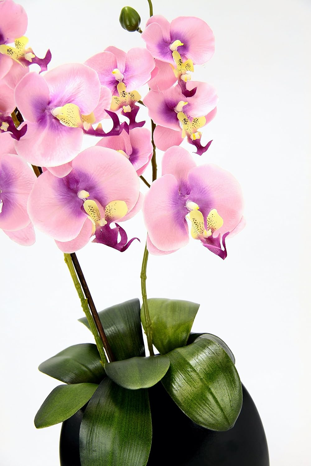 Orchidee in Vase Rosa, Rosa