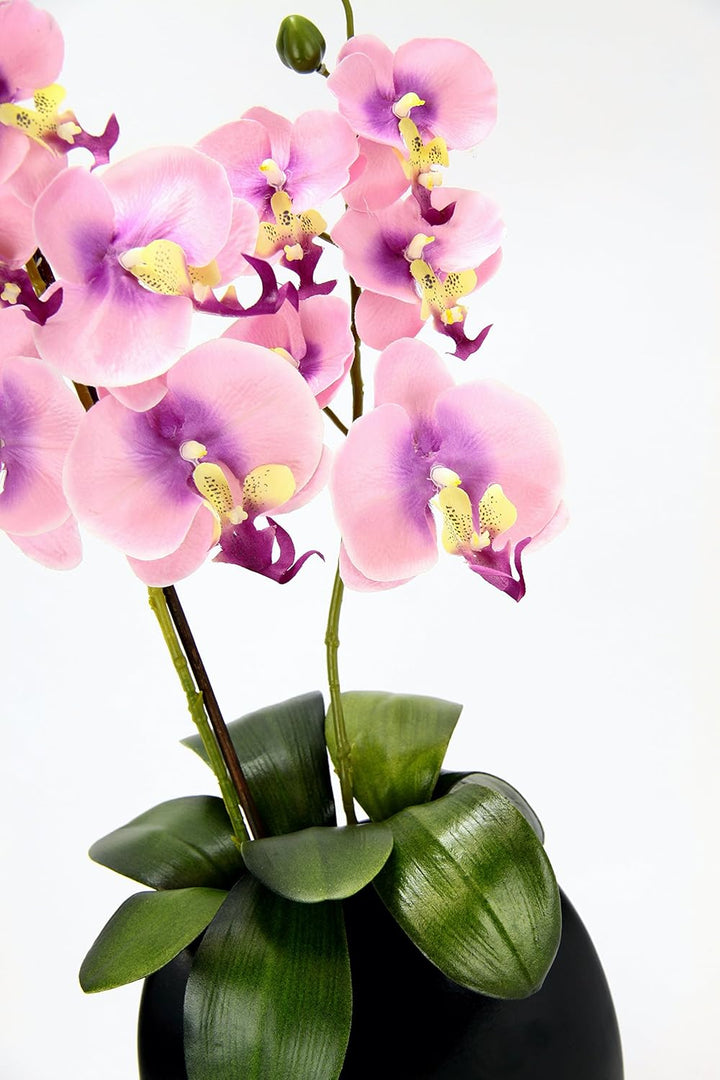 Orchidee in Vase Rosa, Rosa