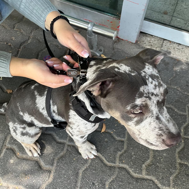 Hundeleine 2.0 LOCK DOG Schnitt und bissfest + 2 Schlösser und 3 Schlüssel sicher abschliessen Leine