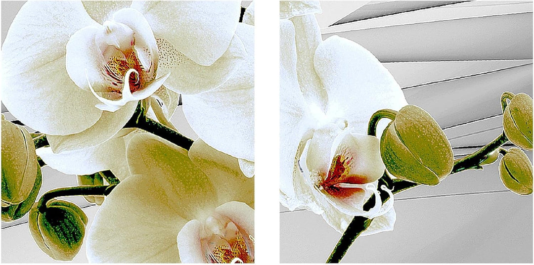 Runa Art Bild Modern Blumen Orchidee - Made in Germany - Wandbilder Abstrakt Grau Beige 4 Teilig 202
